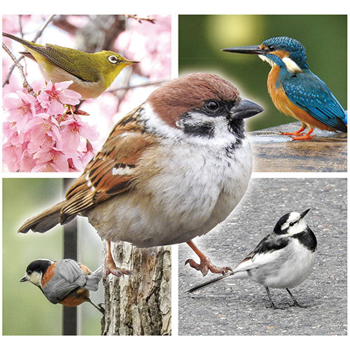 ARTEC 近くで見つかる野鳥トランプ ATC7419